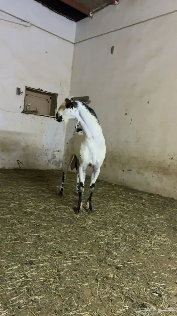 تيس بيشي صنف 3