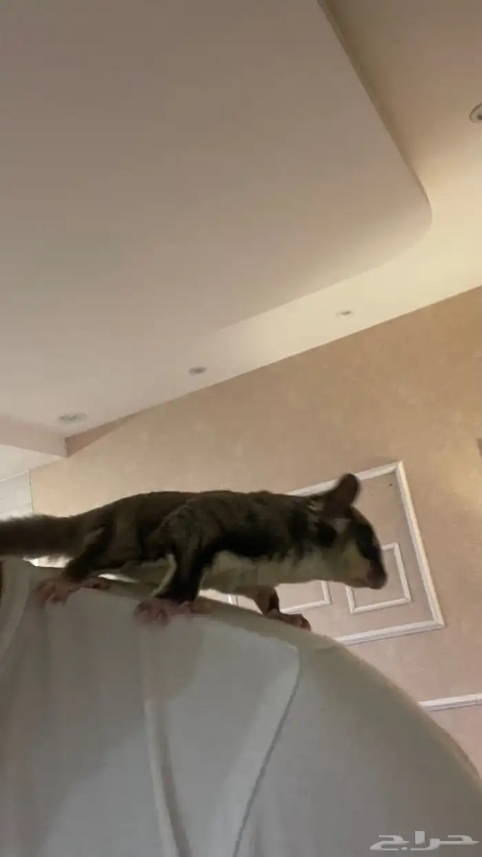 سنجاب طائر شوقر قلايدر 0