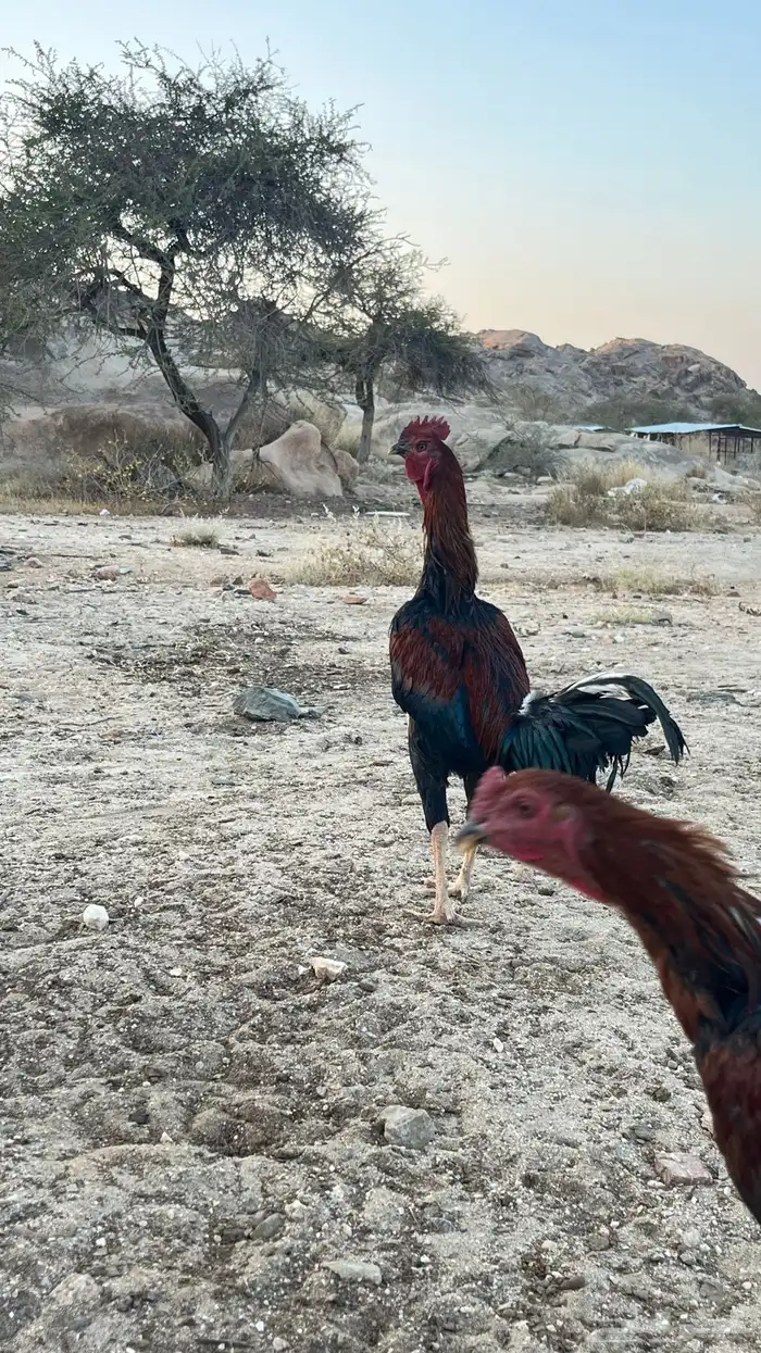 ديك باكستاني 5