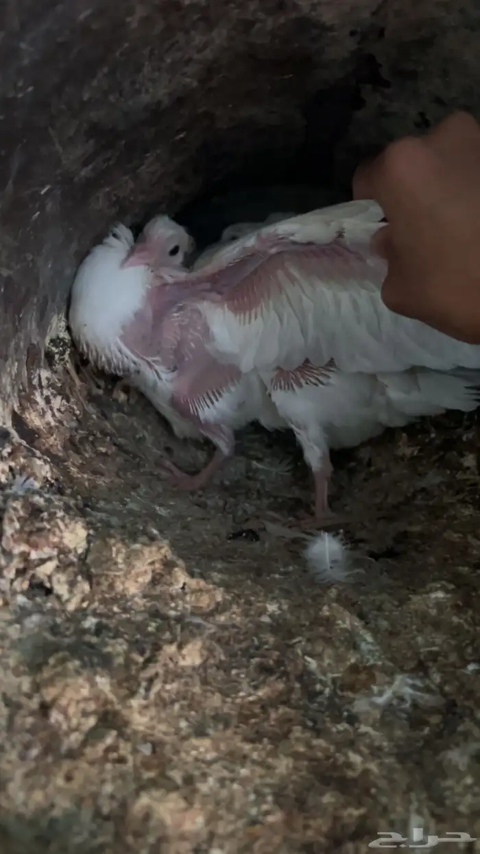 فروخ حمام للبيع طيبات عل 27 مذبوح وحي عل 25 ريال فرنسي سلفر 0