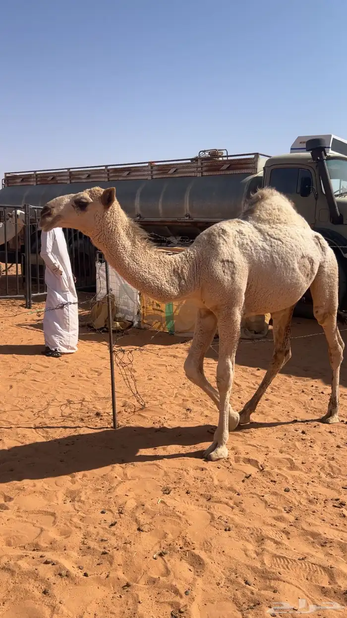 للبيع بكره باتليه كفوو وعلى جميع الشروط 1