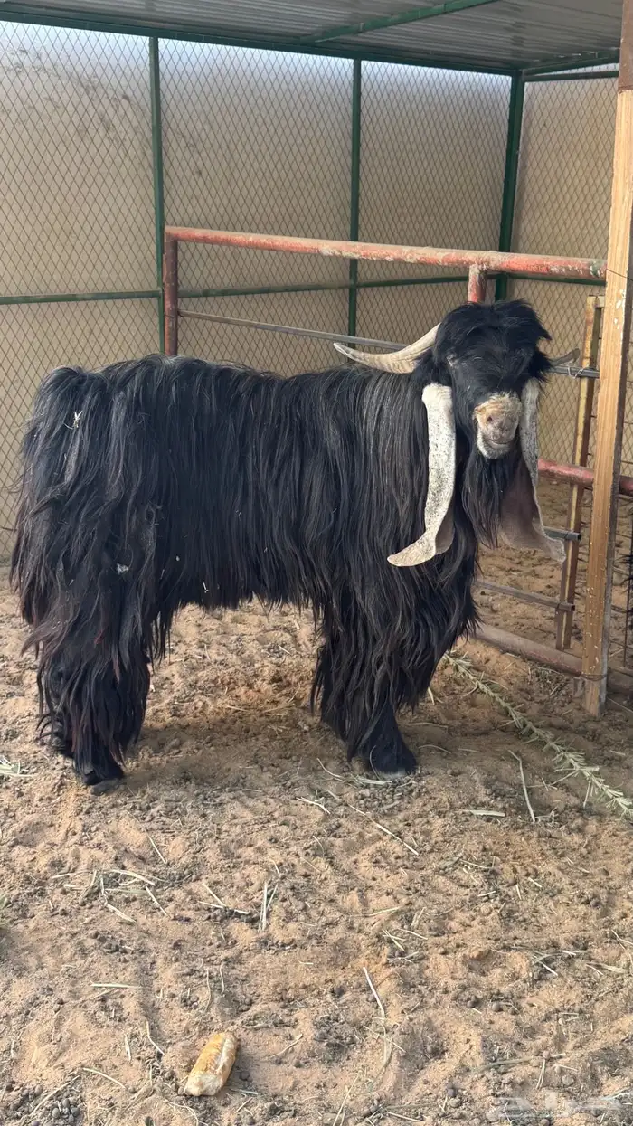 تيس عارضي كفو 3