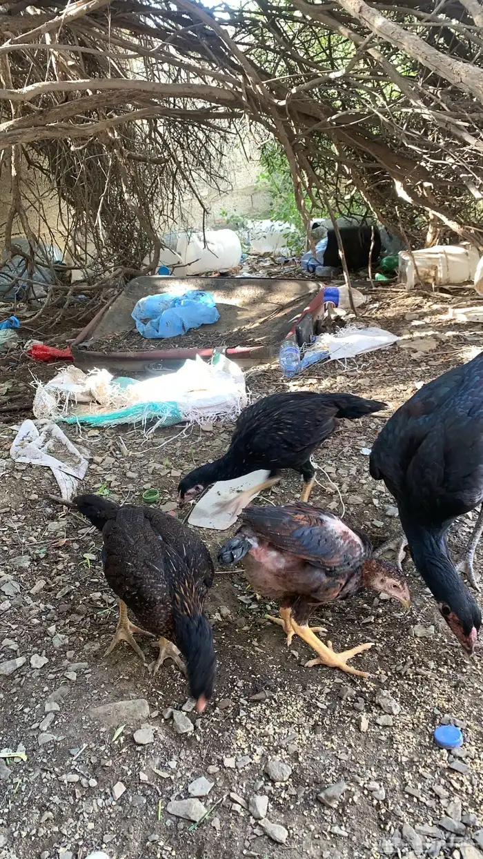 دجاج سندي بيور 1