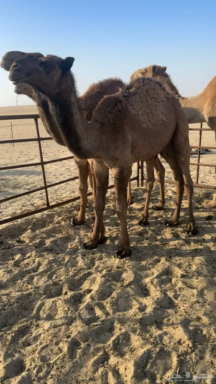 3 قعدان عمر 9 شهور طيبه 0