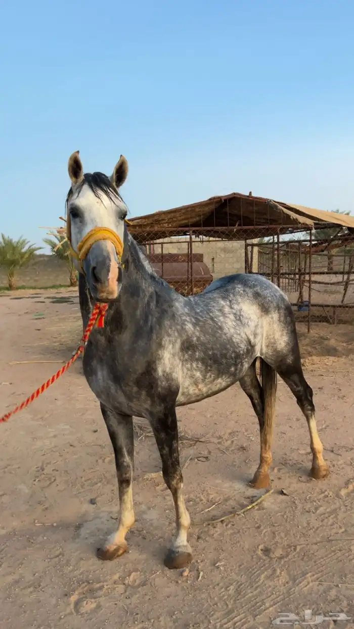 بسم الله اول ما نبدا به حصان جزيزي العمر 5 الطول 7بلكات 2