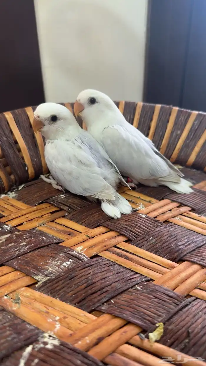 فروخ للبيع 0