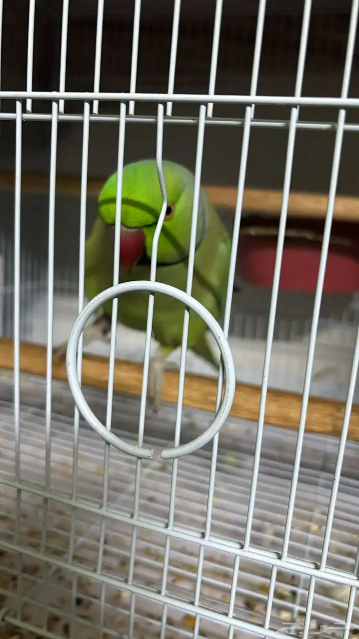 درة هندية ذكر اليف متكلم - ذكر روز اليف 1