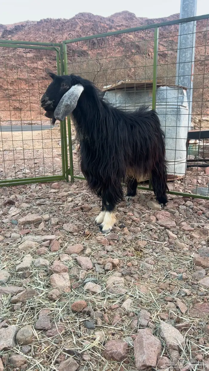 للبيع تيس فحل طيب 1