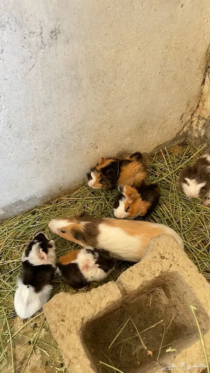 وبران بلدي و أمريكي 1