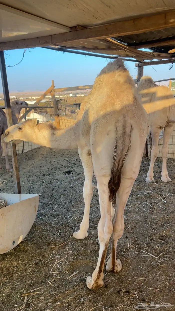 قعود عمره 10 شهور برسيم وحليب 0