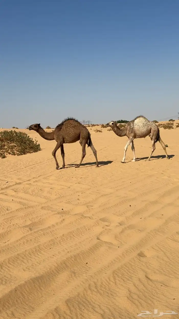 للبيع قعود اشعل دبياني و معه بكره 2
