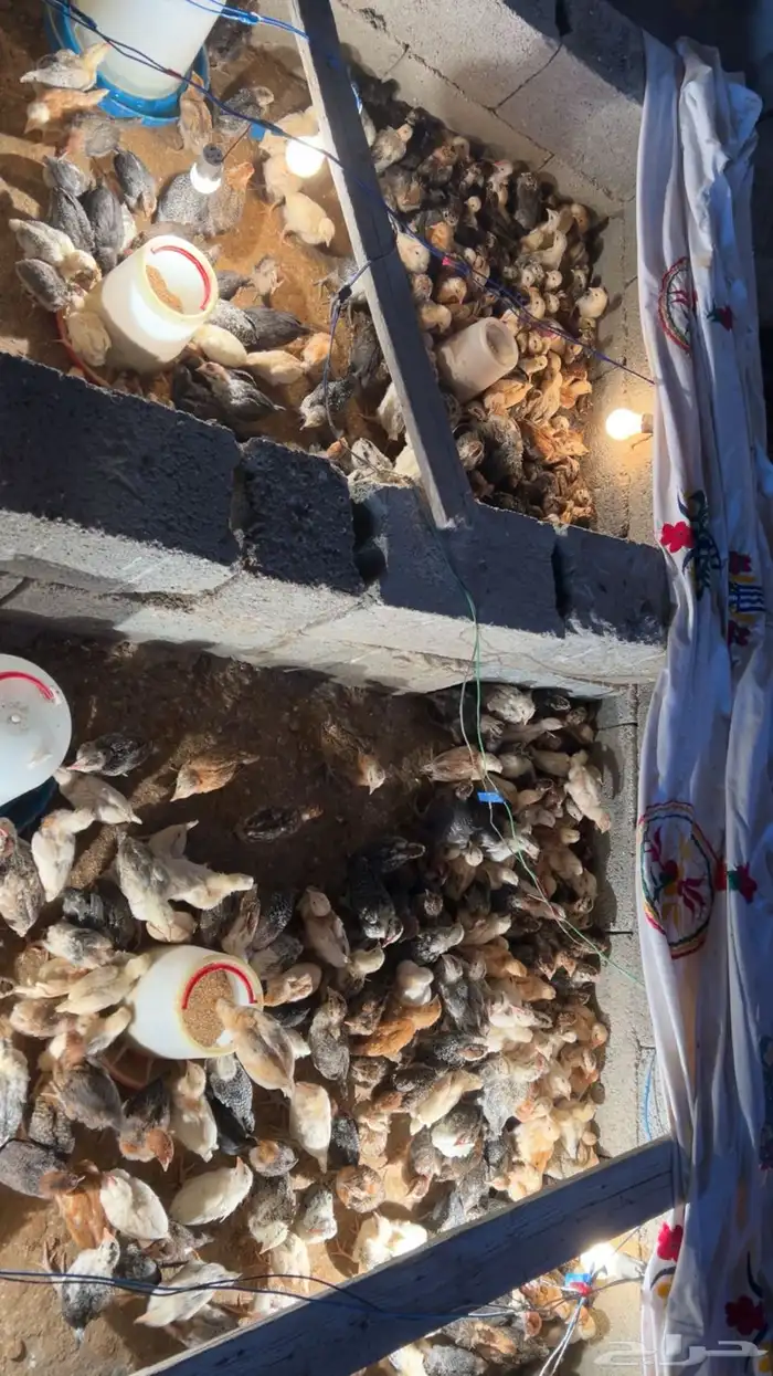 فروخ دجاج بلدي للبيع 0