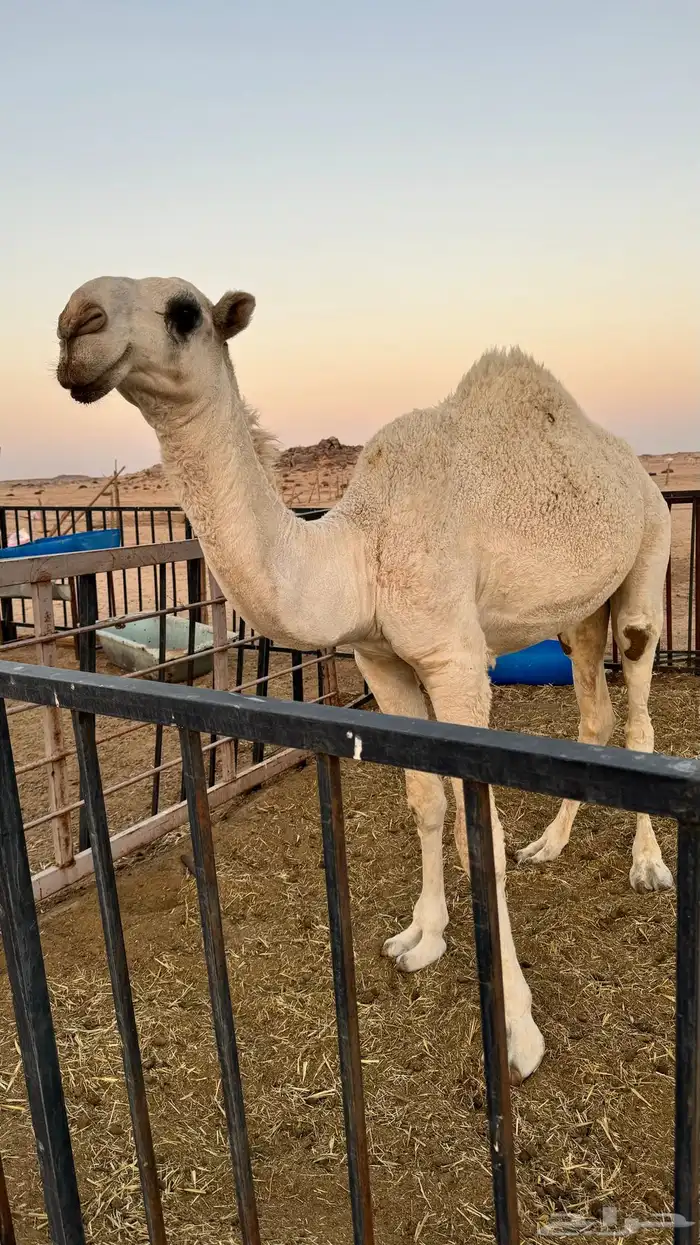 قعدان و بعارين للبيع 1