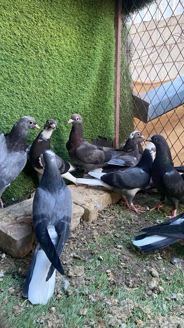 قلابي قطيفي نخبة 2