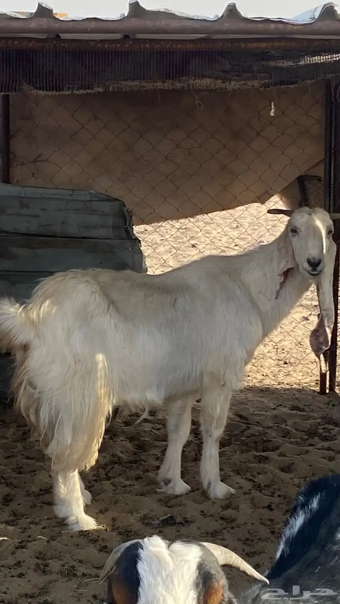 معزا للبيع 3