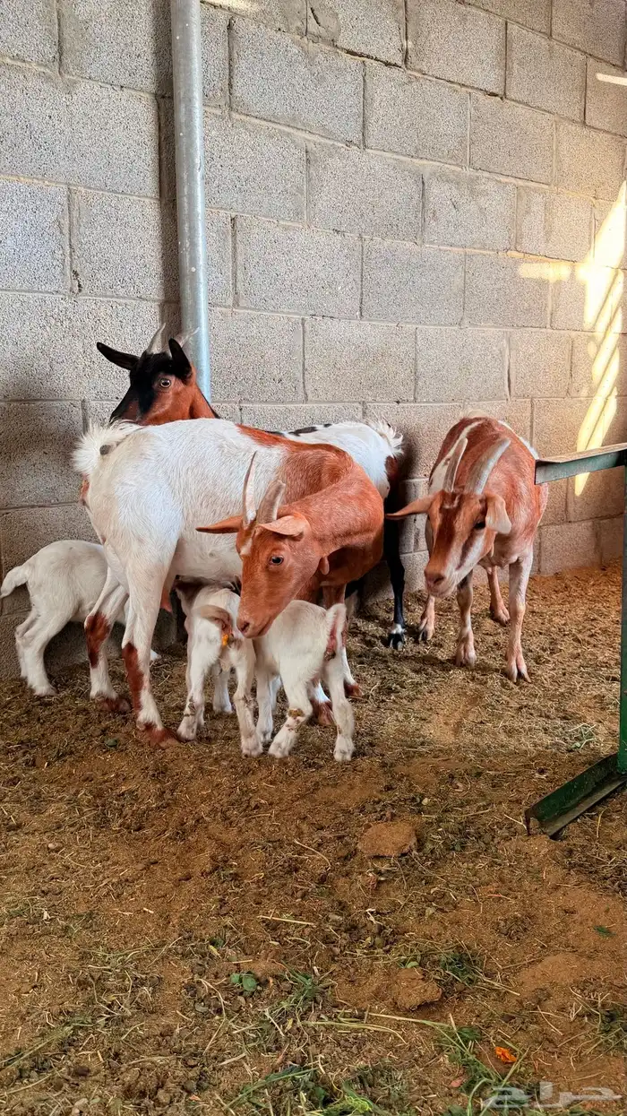 معزا قزميات تابع ودفيع 4