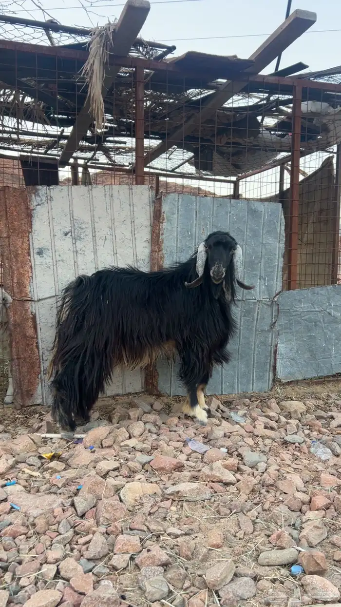 للبيع تيس فحل طيب 0