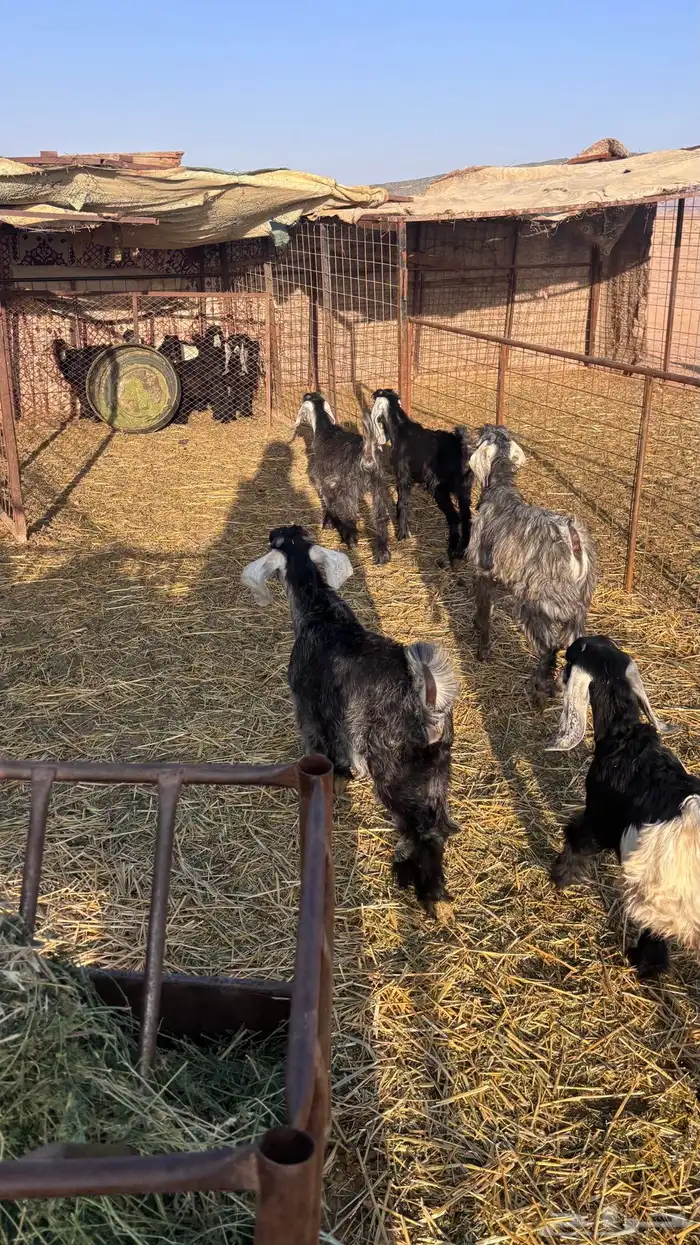 للبيع 12 جفار وتيوس عمر ثلاث اشهر 0