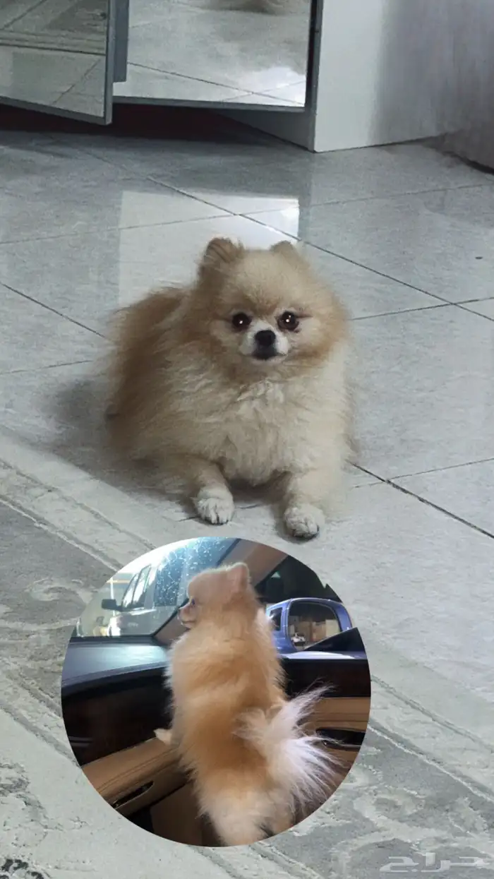 كلب بوميرينيان عمره سنه ونص معه كل اوراقه وتطعيم 0