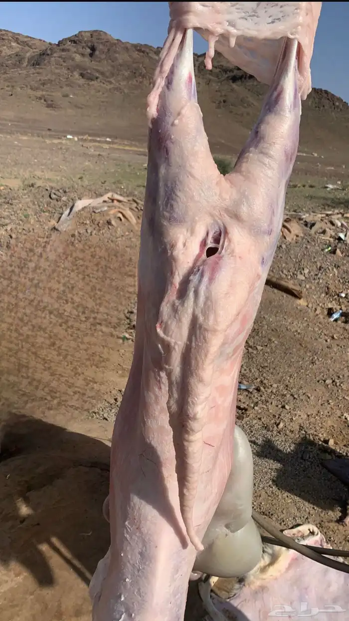 سواكن فل الفل شحم 12