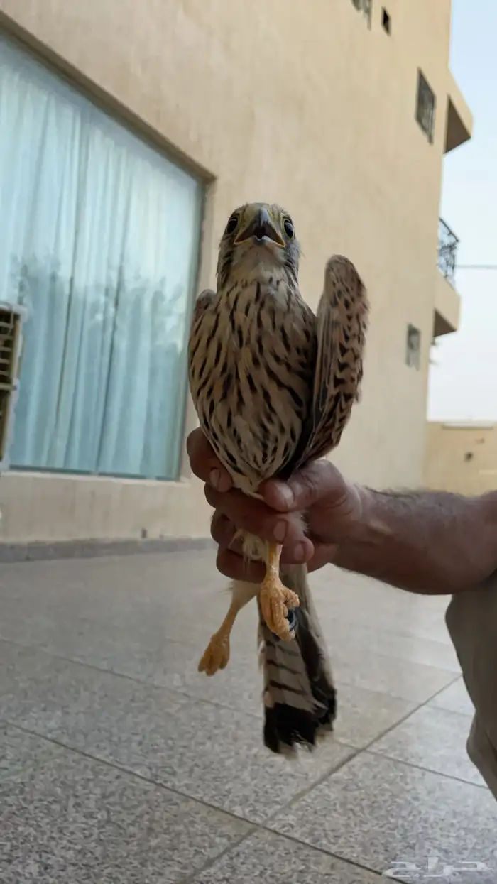 شبوط وحش الموقع السليل 1