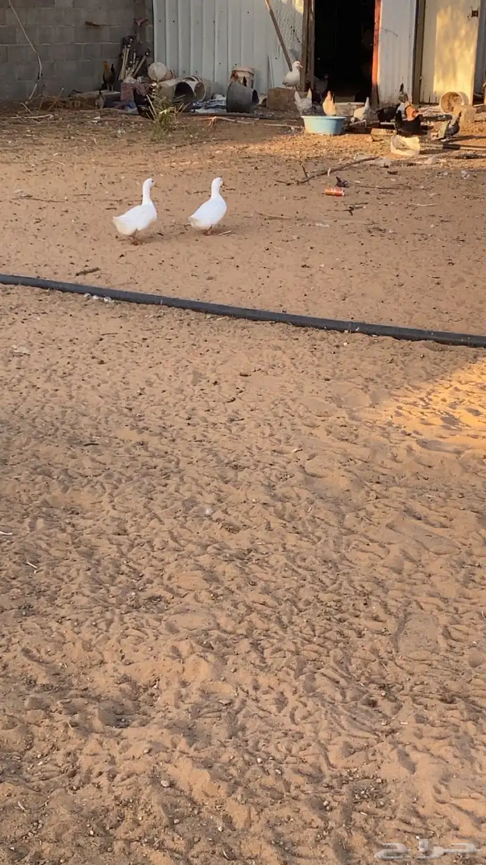 للبيع دجاج بياض وبط 3