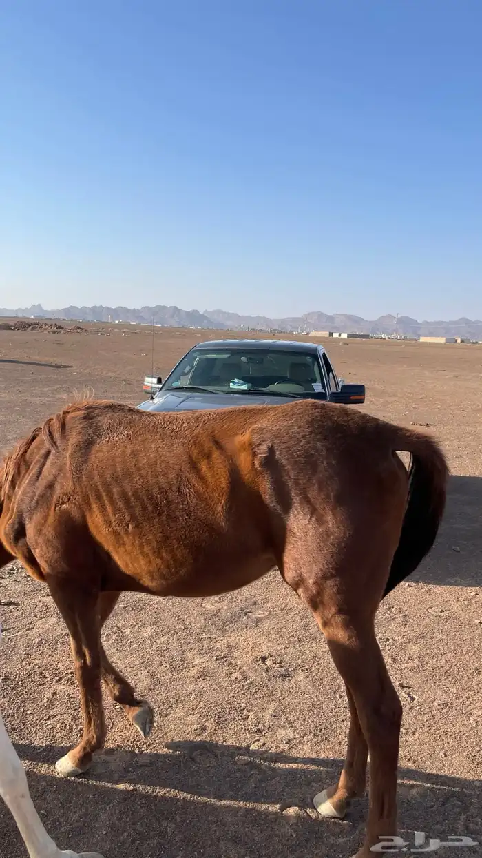 للبيع فرس 2