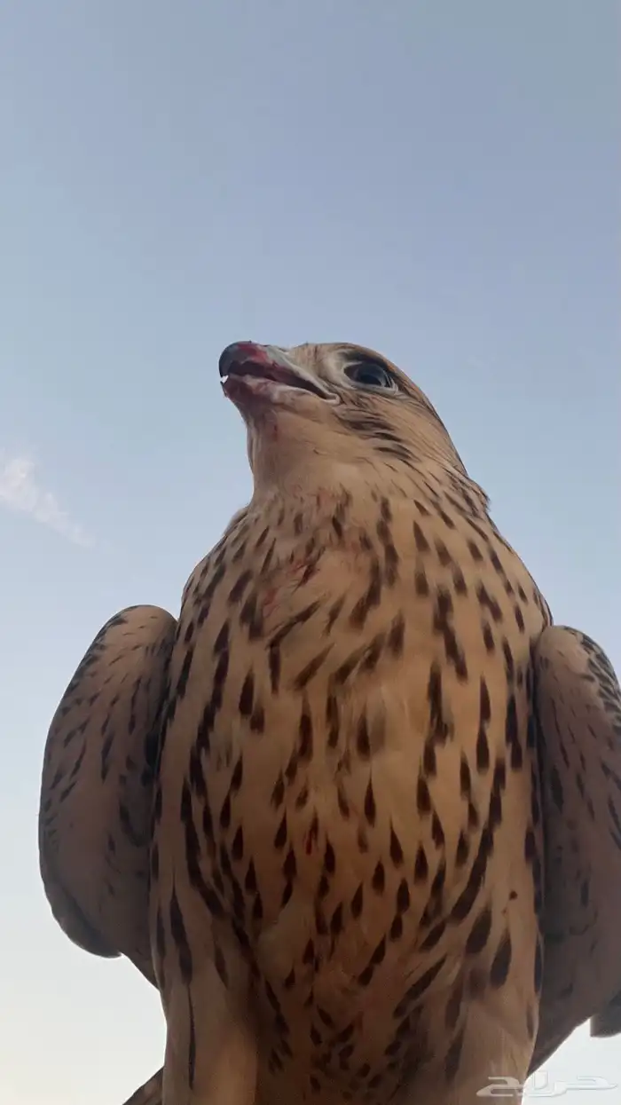 طير جير تبع 14 ب14 تزود تنقص شوي فرخ 1