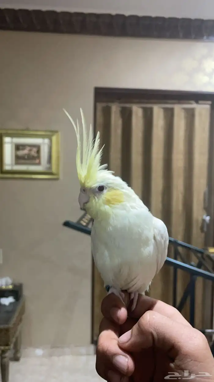 كروان لا تينو اعيون حمره توه مفطوم تربيه هدد داخلي انسام350 1