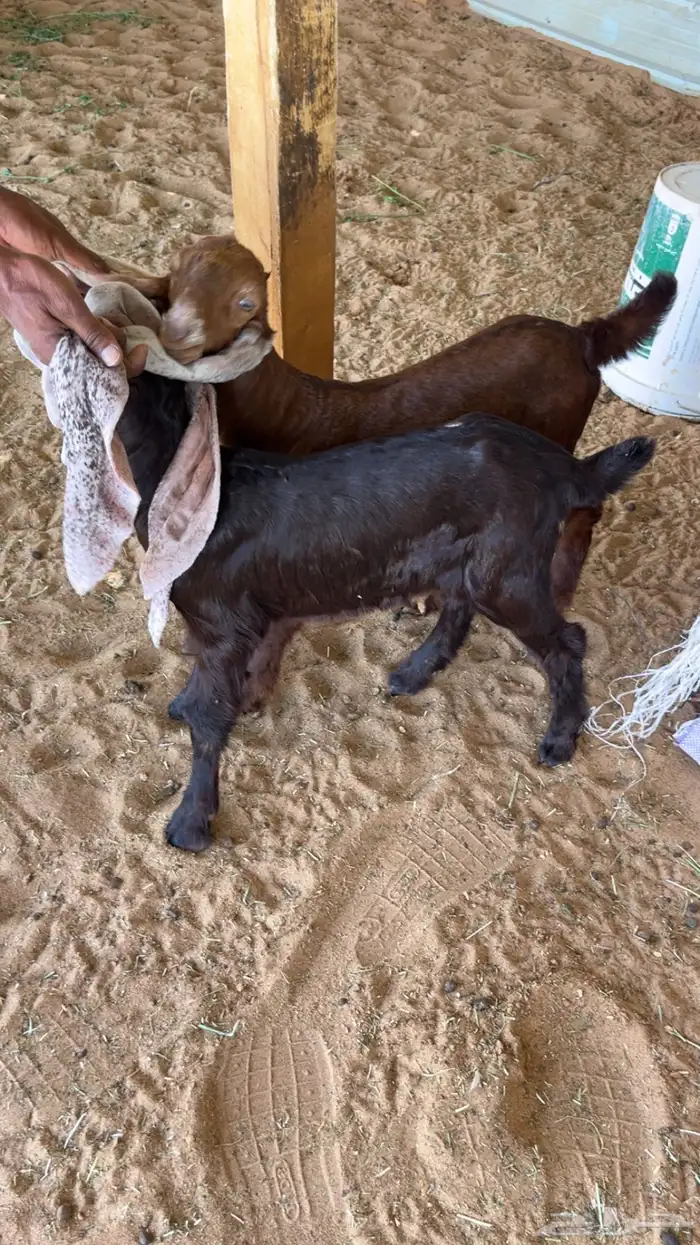 عنز ثنية مطورة 2