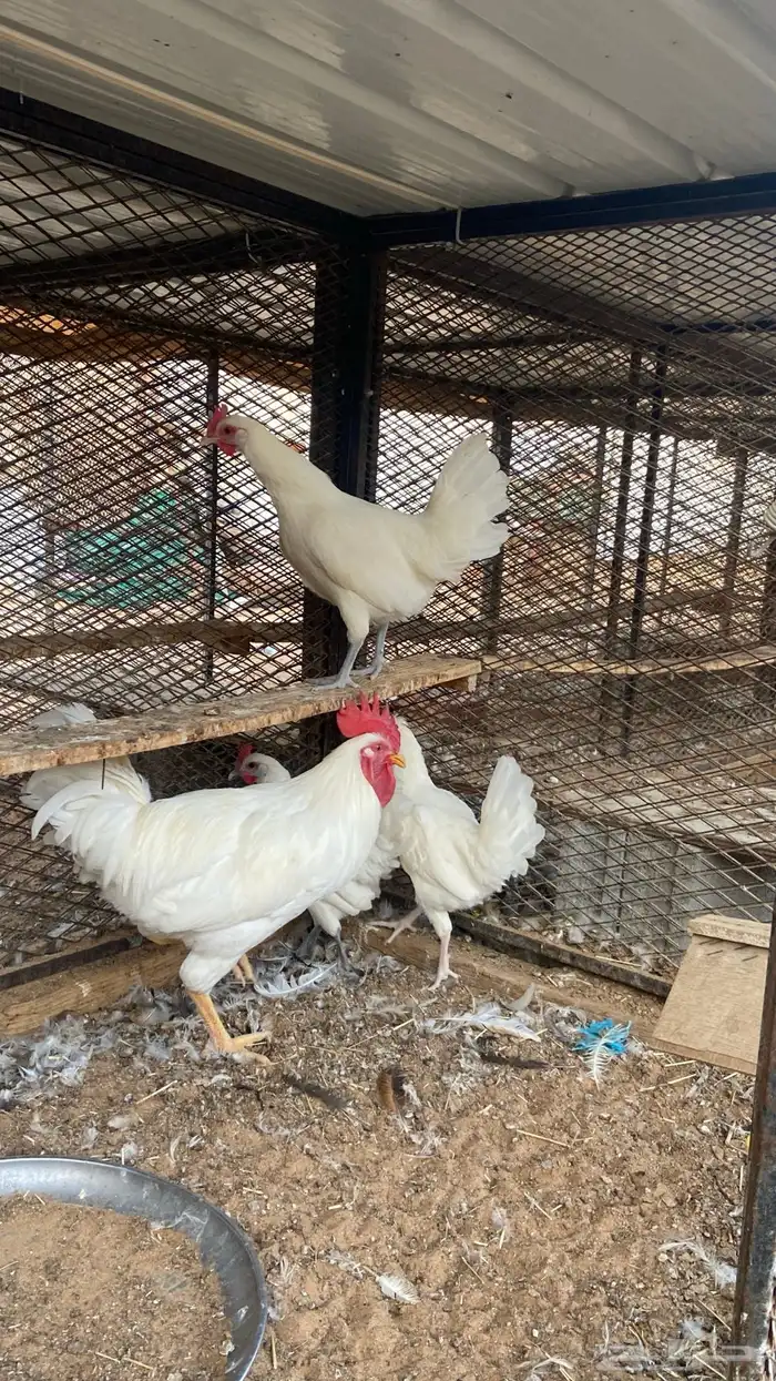 طقمين دجاج لون مميز 3