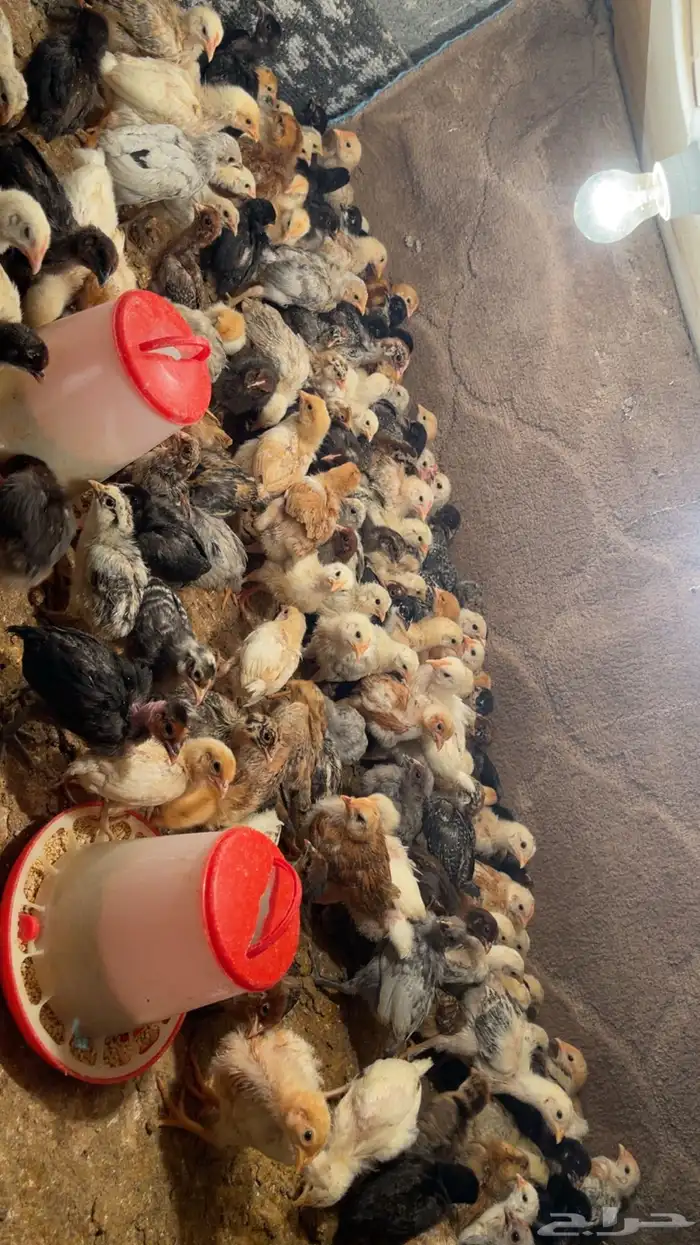 صيصان دجاج 0