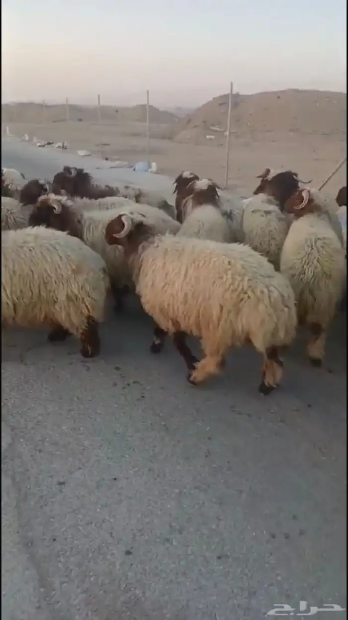 خرفان نعيم بلدي 0