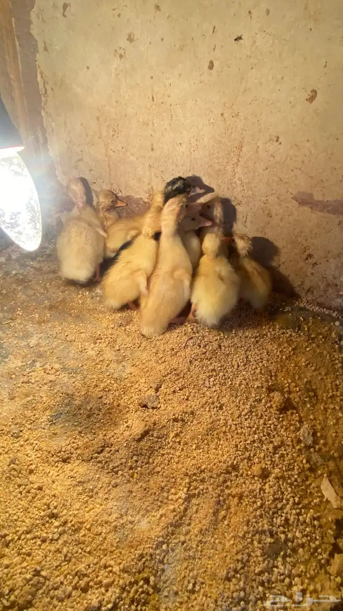 للبيع صيصان بط بكيني 1