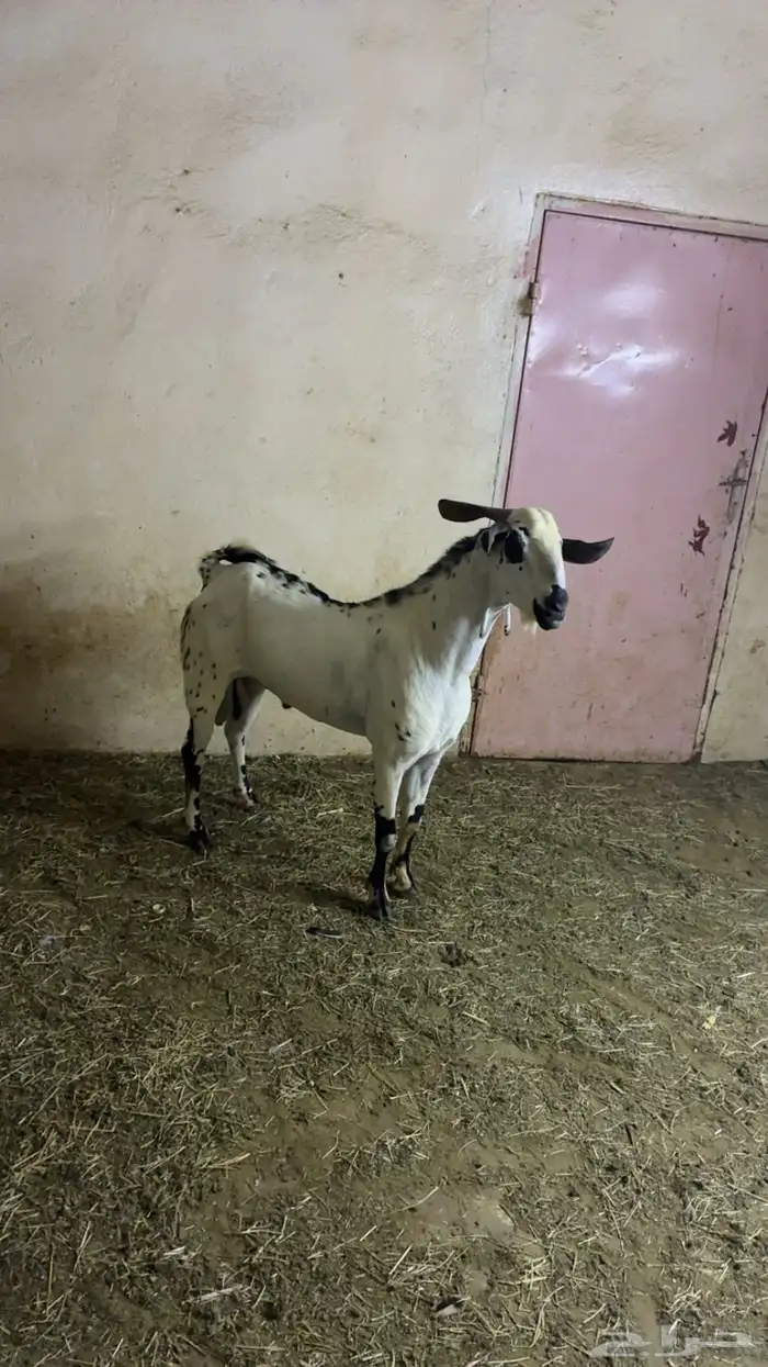 تيس بيشي صنف 0