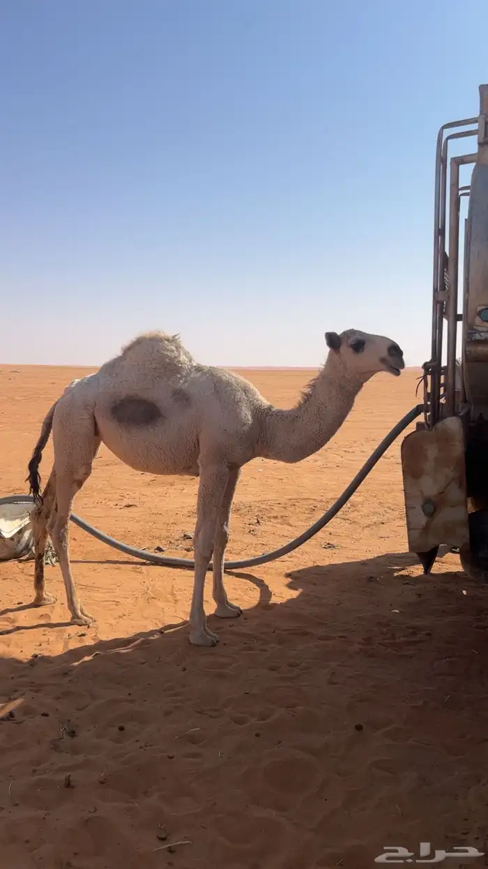 للبيع بكره باتليه كفوو وعلى جميع الشروط 2