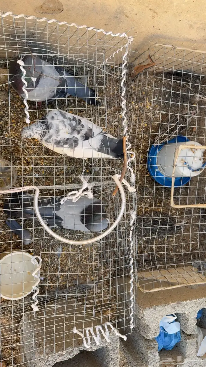 حمام وفري للبيع 0