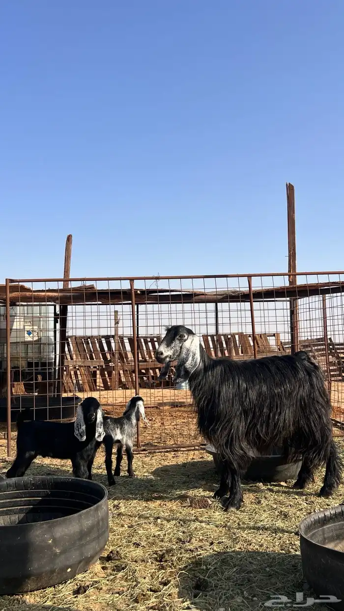 عنز عارضيه 1