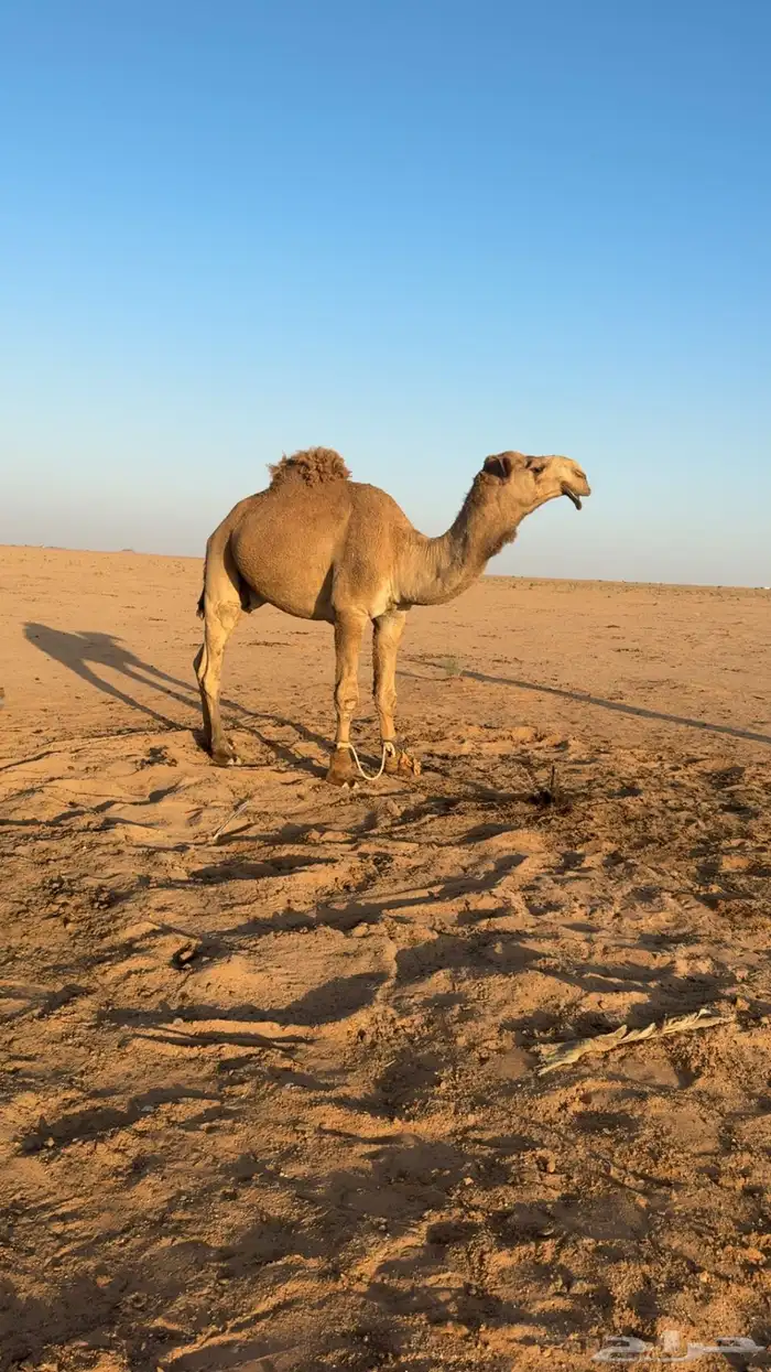 قعود اشعل كفو 0