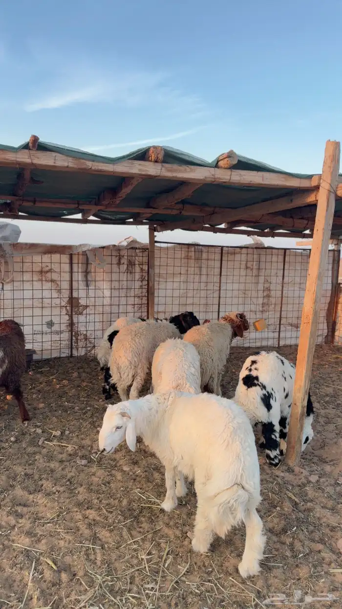 خرفان العدد 8 2