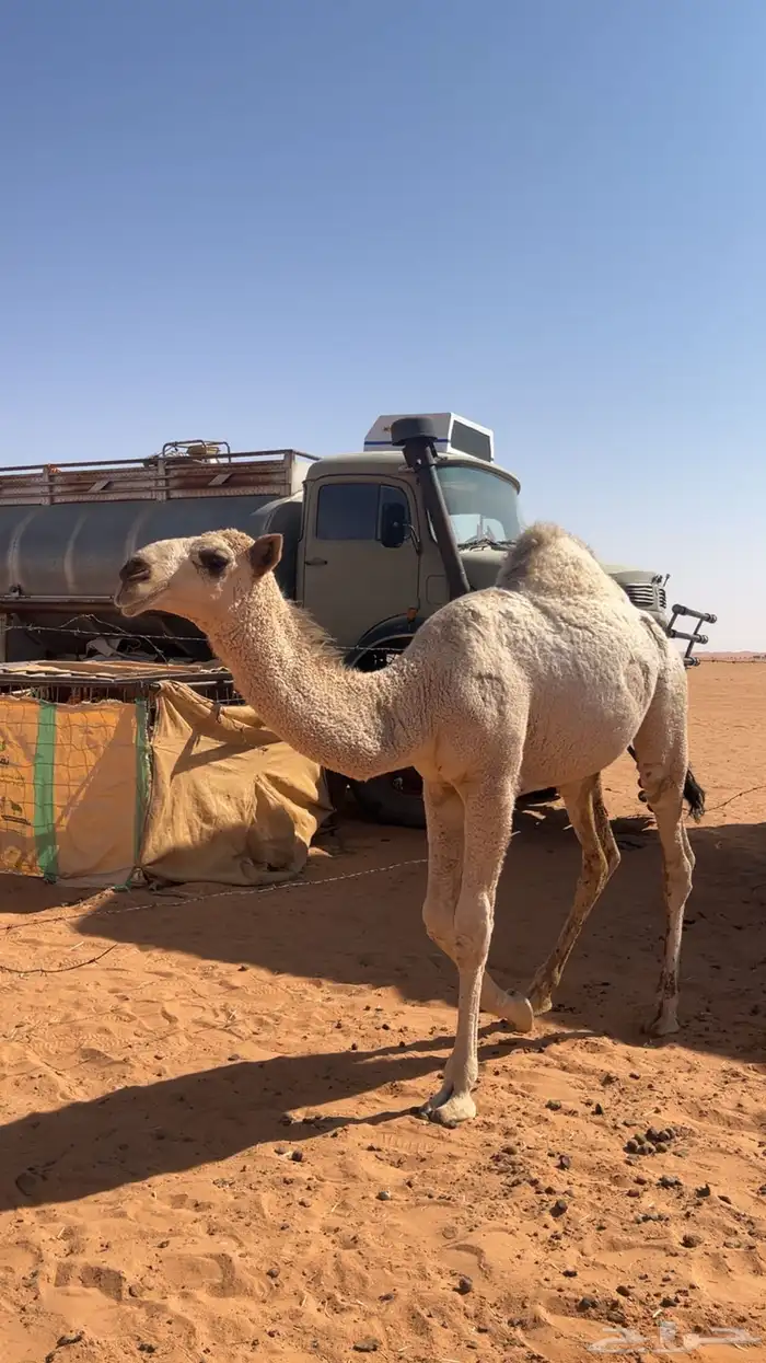 للبيع بكره باتليه كفوو وعلى جميع الشروط 0