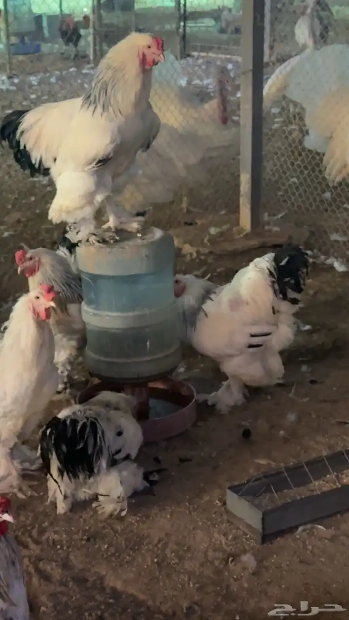 للبيع بيض مخصب براهما كولومبي كونك 10