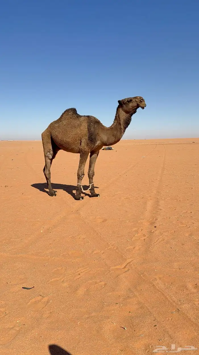 قعود للبيع سنه ثني 0