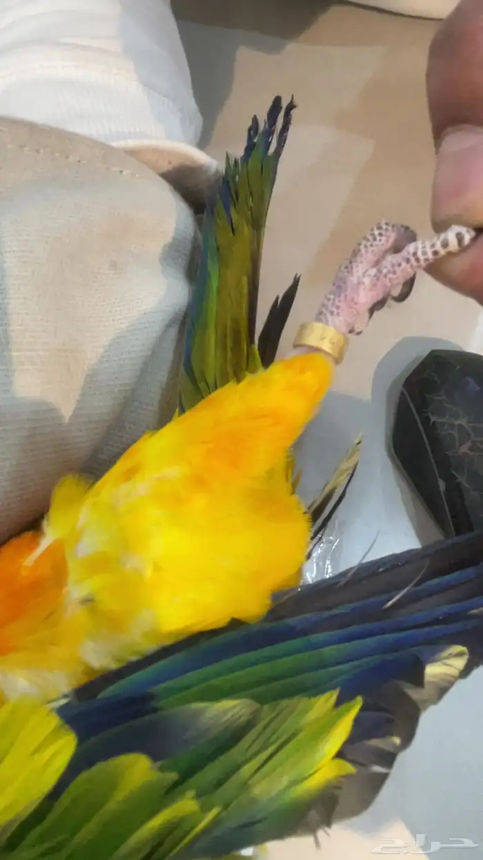 ببغاء صن كيور ضايع بحي النميص الي يلاقيه يتواصل مع الرقم 0