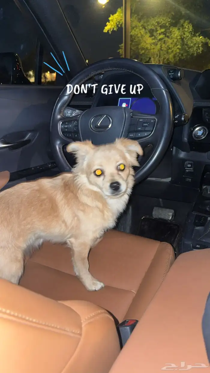 كلب مكس شيواو وبومارينين 0