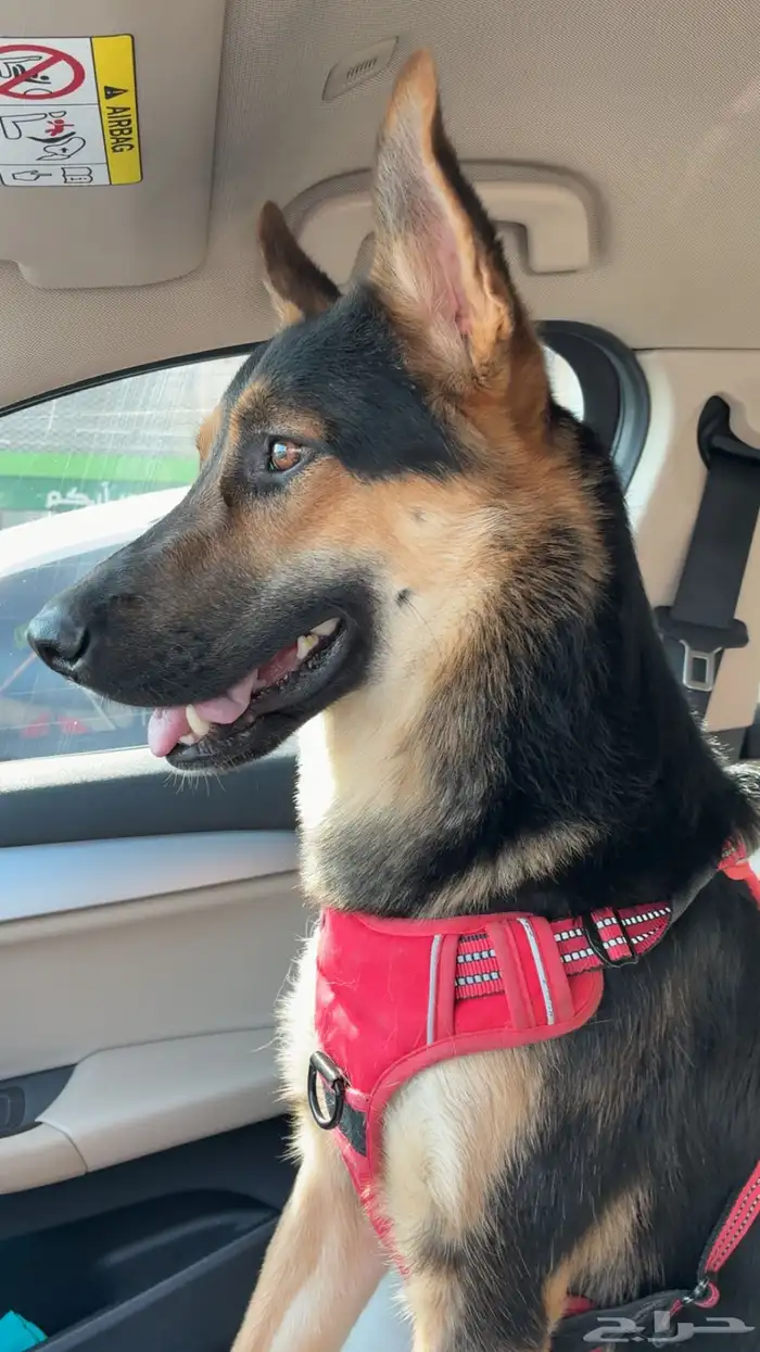 كلب مفقود ضايع حي الياسمين 0