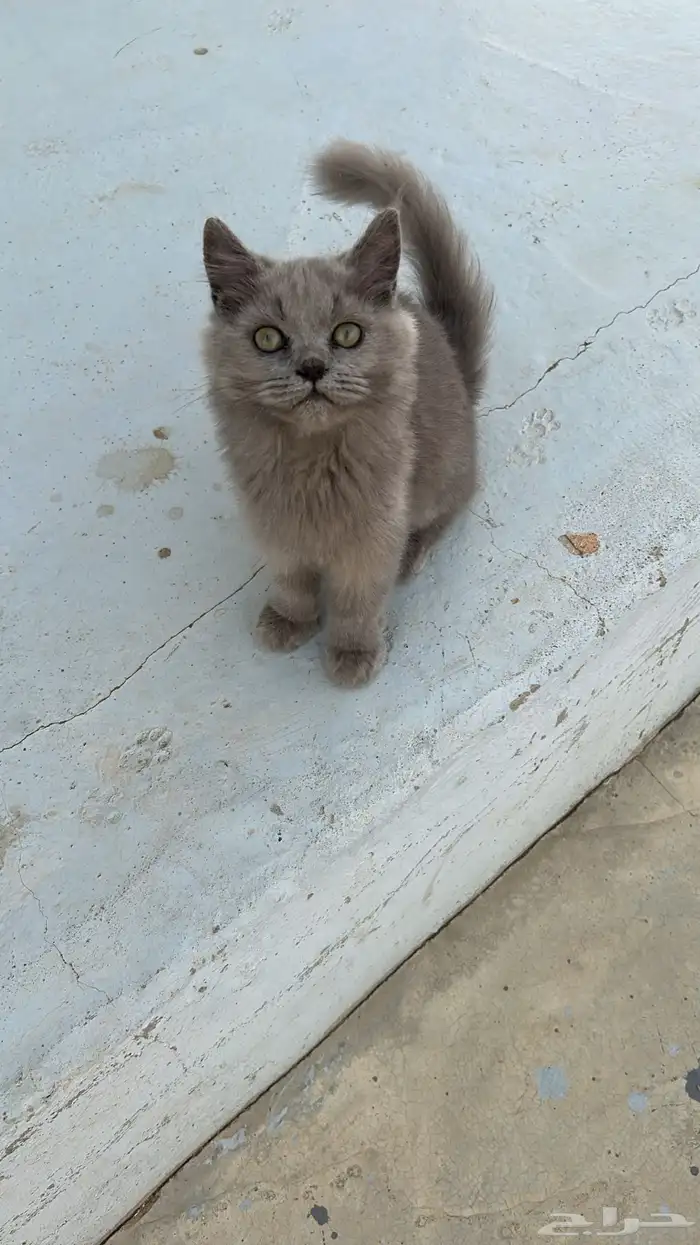 قطتين للتبني 4