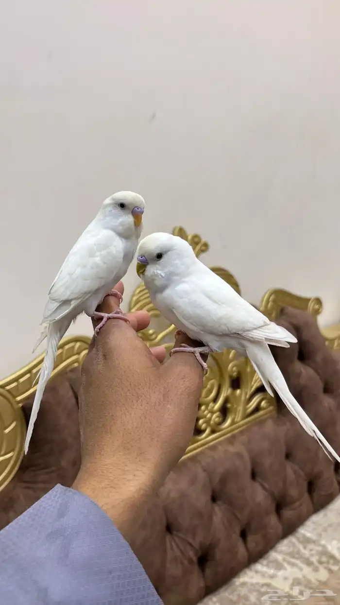 طيور حب اليفه 0