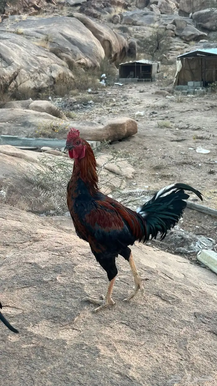 ديك باكستاني 4