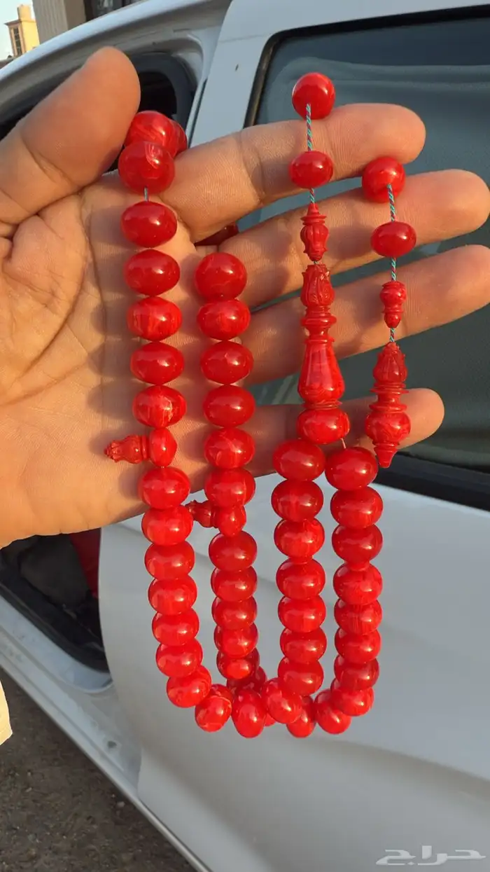 سبحة من أفياش أمريكية حجم راهي ذروي 2